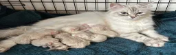 Siberian cats for sale: Siberian kittens  - Advert 1