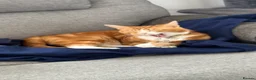Mixed Breed cats for sale: Marla  - Advert 2