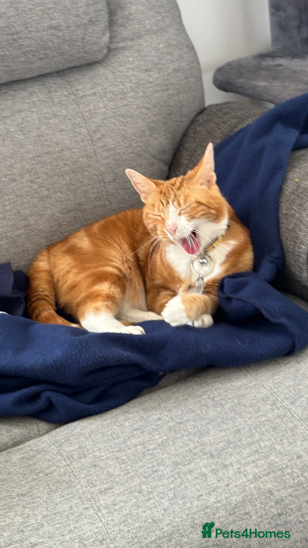 Mixed Breed cats for sale: Marla  - Advert 2