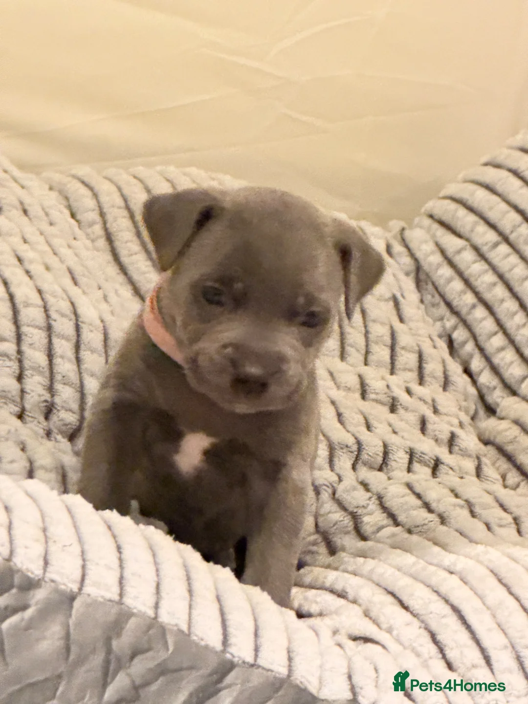 Mixed Breed dogs for sale: Staffordshire bull terrier X Cane corso puppies in Camberley - Advert 2