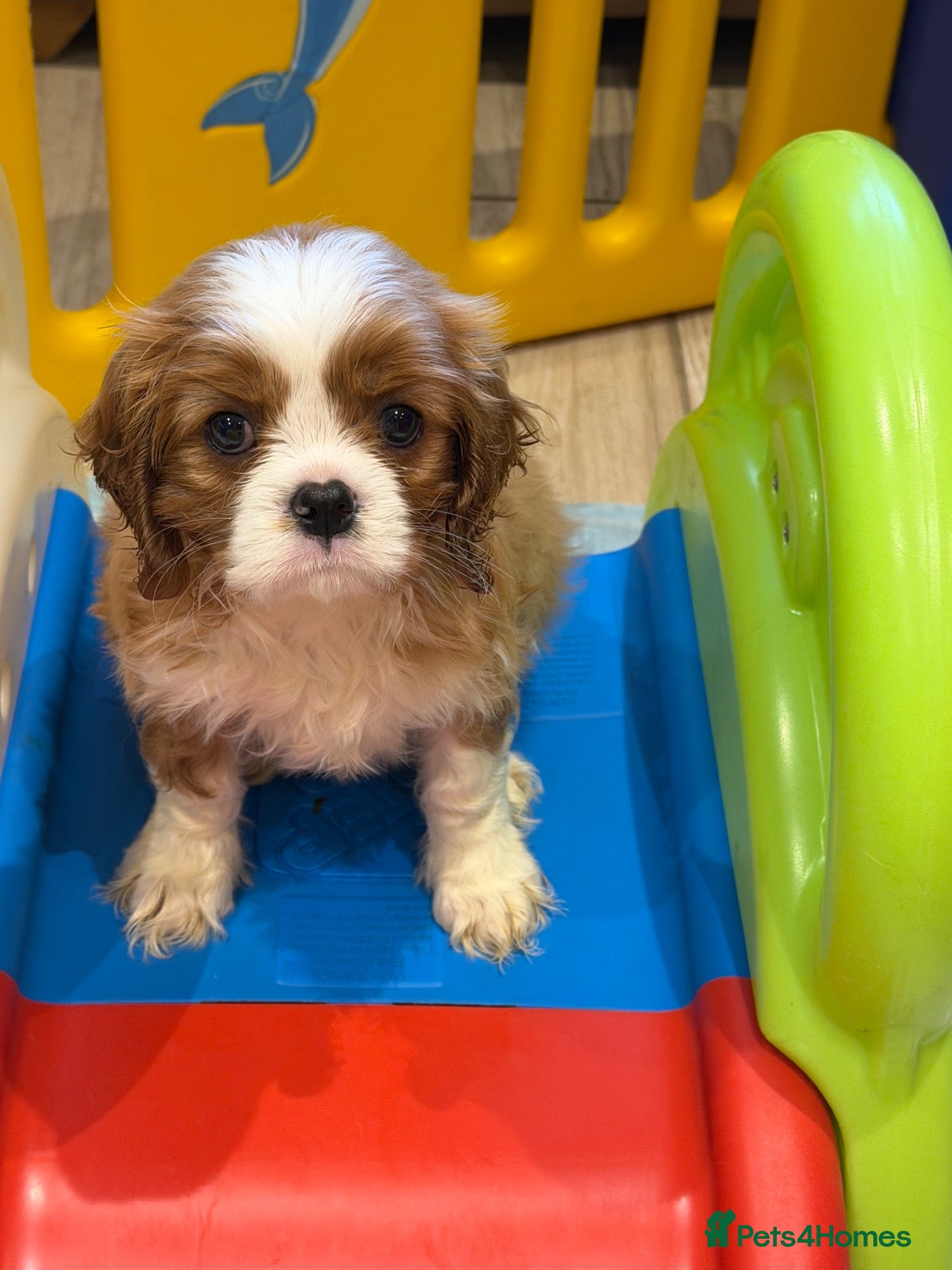 Cavalier King Charles Spaniel dogs KC reg 1 pure ruby boy and 1 Blenheim boy  - Advert 1