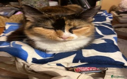 Mixed Breed cats for sale: Gorgeous ginger fluffy male kitten  - Advert 1