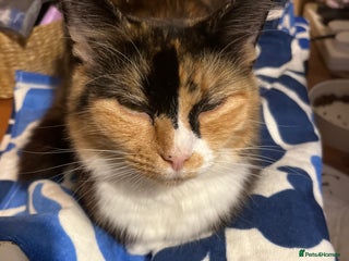 Mixed Breed cats Gorgeous ginger fluffy male kitten - Advert 2