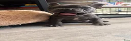 French Bulldog dogs for sale: French bulldog puppy  - Advert 1