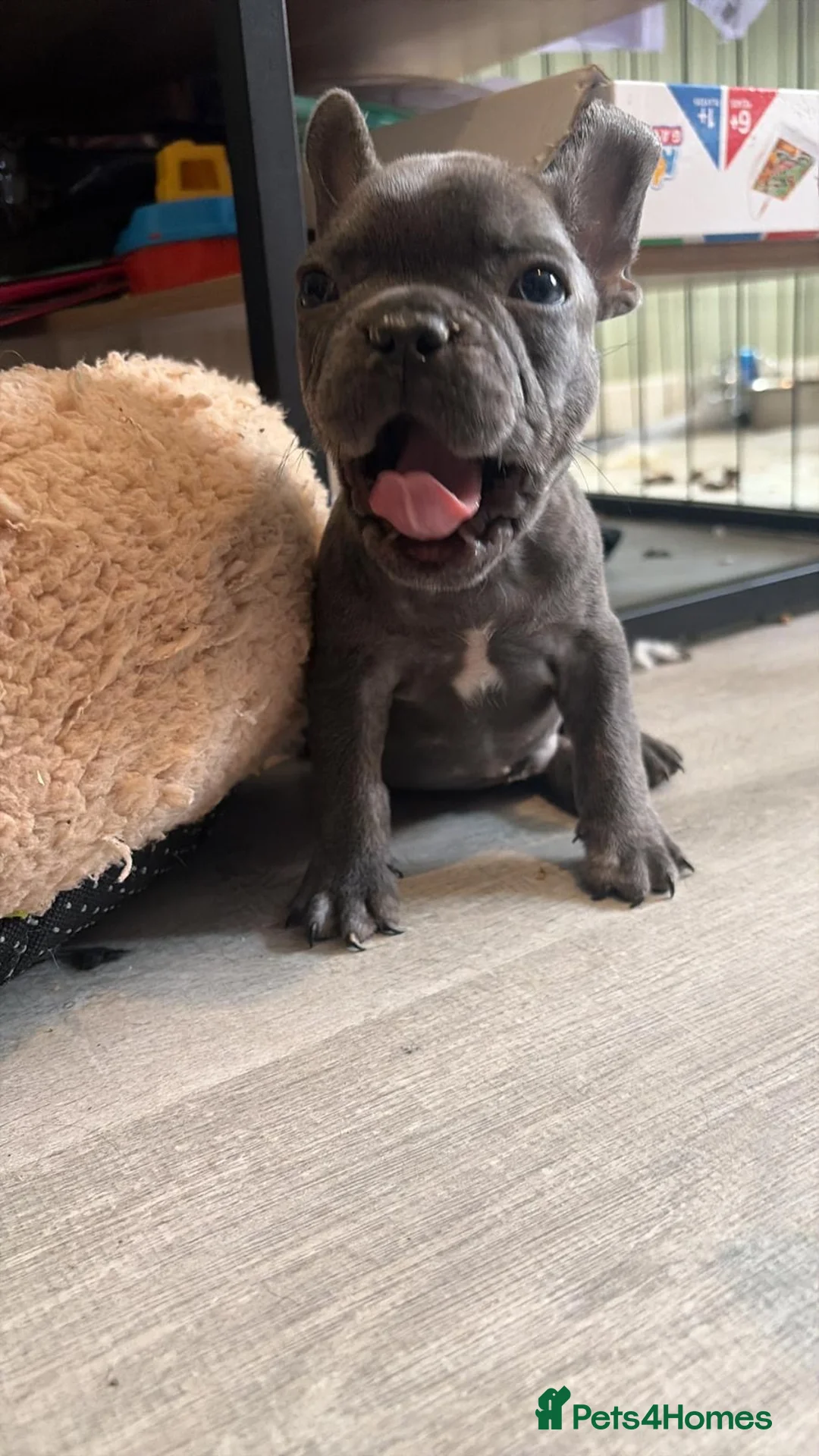 French Bulldog dogs for sale: French bulldog puppy  - Advert 1