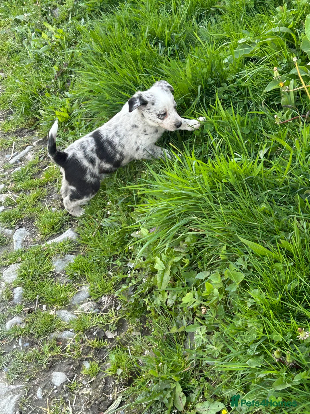 Border Collie dogs for sale: Gorgeous border collies  - Advert 1
