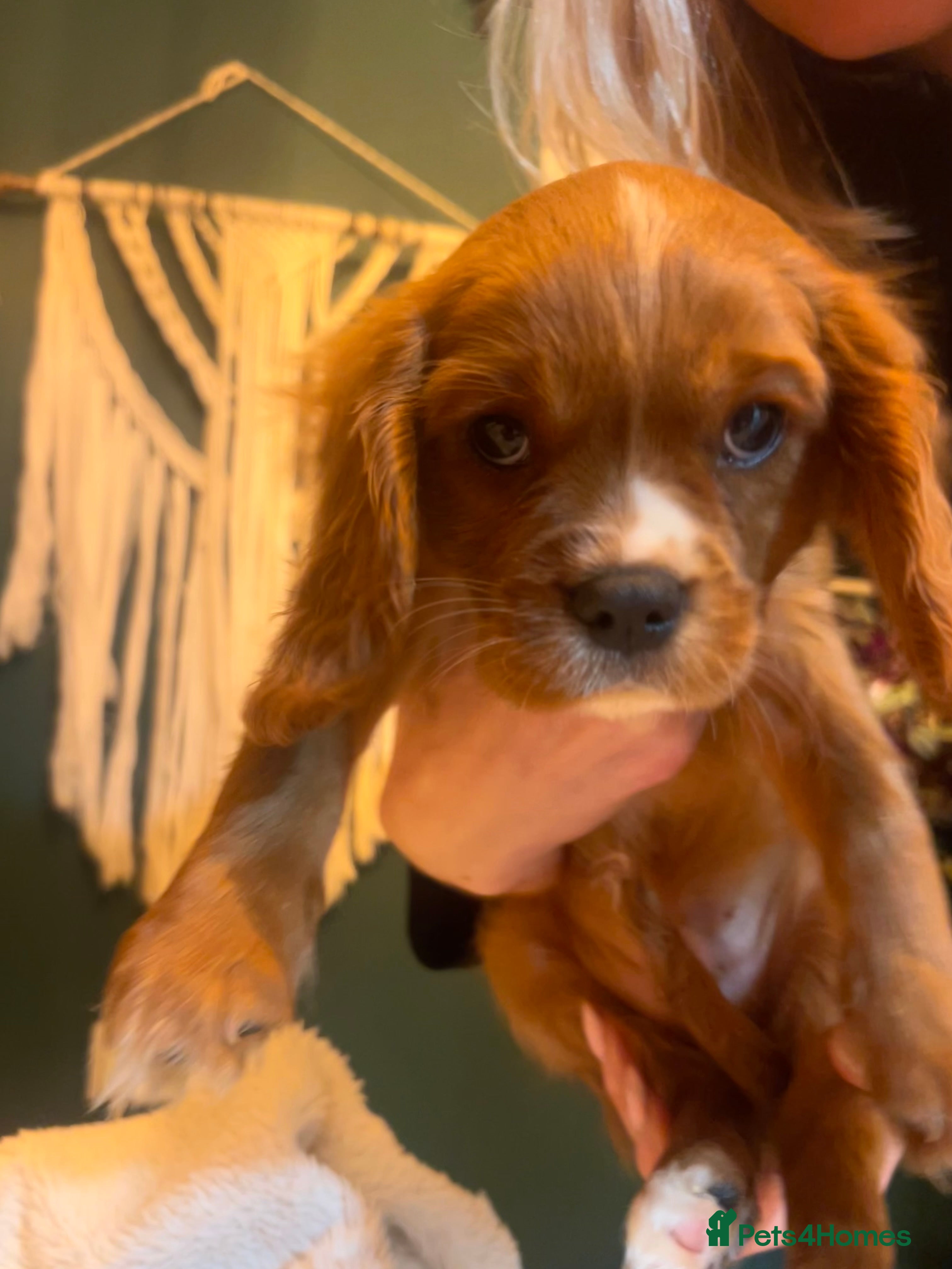 Cavalier King Charles Spaniel dogs 🫶🏻 Cavalier King Charles 🐶 - Advert 11