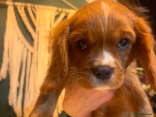 Cavalier King Charles Spaniel dogs 🫶🏻 Cavalier King Charles 🐶 - Advert 7