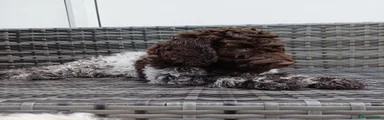 Lagotto Romagnolo Puppy 4