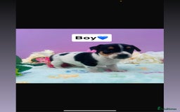 Jack Russell dogs for sale: Gorgeous miniature Jack Russells - Image 3