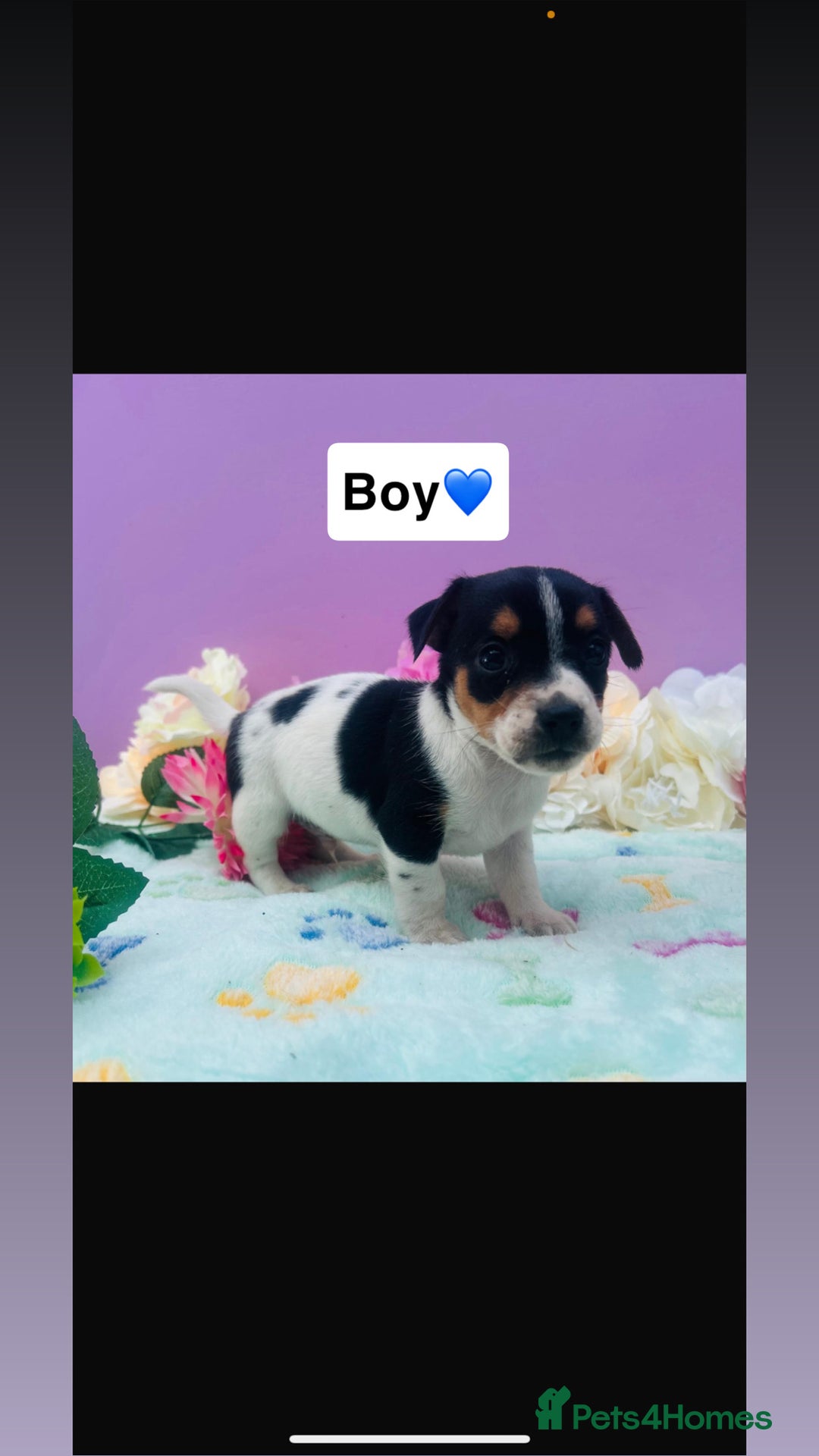 Jack Russell dogs for sale: Gorgeous miniature Jack Russells - Image 3