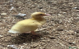 Ducks poultry for sale: 3 week old ducklings Muscovy cross off of heat  - Image 1