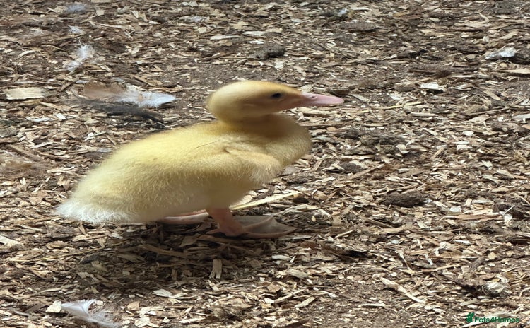 Ducks poultry - Advert 2