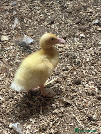Ducks poultry - Advert 6