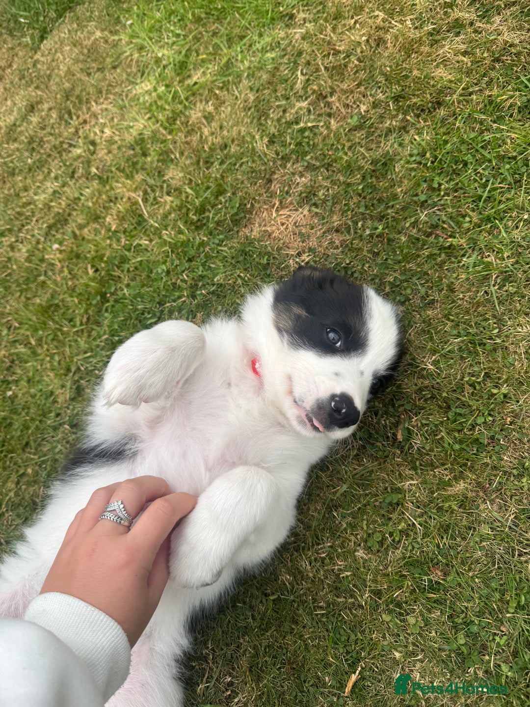 Border Collie dogs for sale: 2 collie pups for sale  - Image 4