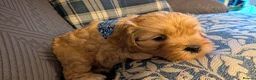 Cavapoo dogs for sale: Cavapoo puppies for sale - Advert 26