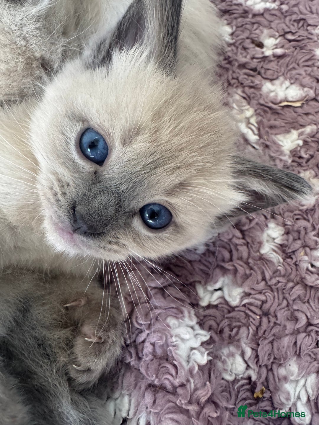 Ragdoll cats for sale: Ragdoll kittens  in Hounslow - Image 1