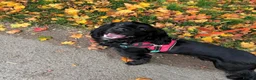 Sprocker dogs for sale: Male 2 year old sprocker  - Advert 5