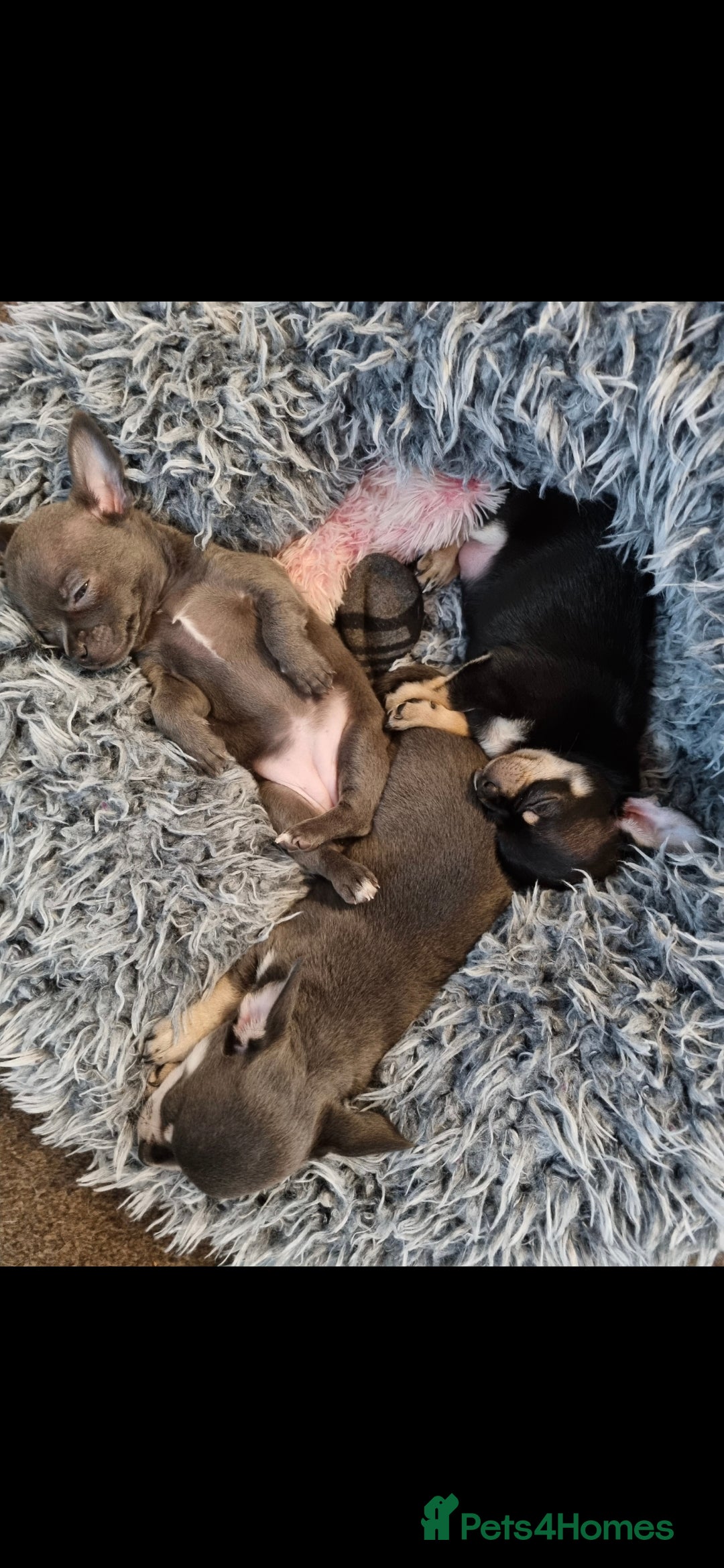 Chihuahua dogs for stud: Pedigree Chihuahua for stud - Image 5