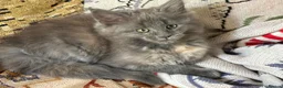 Maine Coon cats for sale: PURE BREED MAINE COON KITTENS - Advert 2