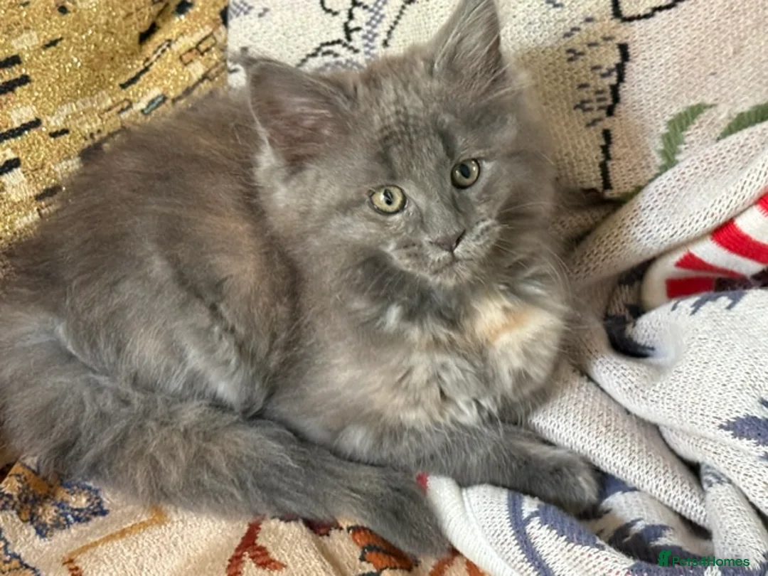 Maine Coon cats for sale: PURE BREED MAINE COON KITTENS - Advert 2
