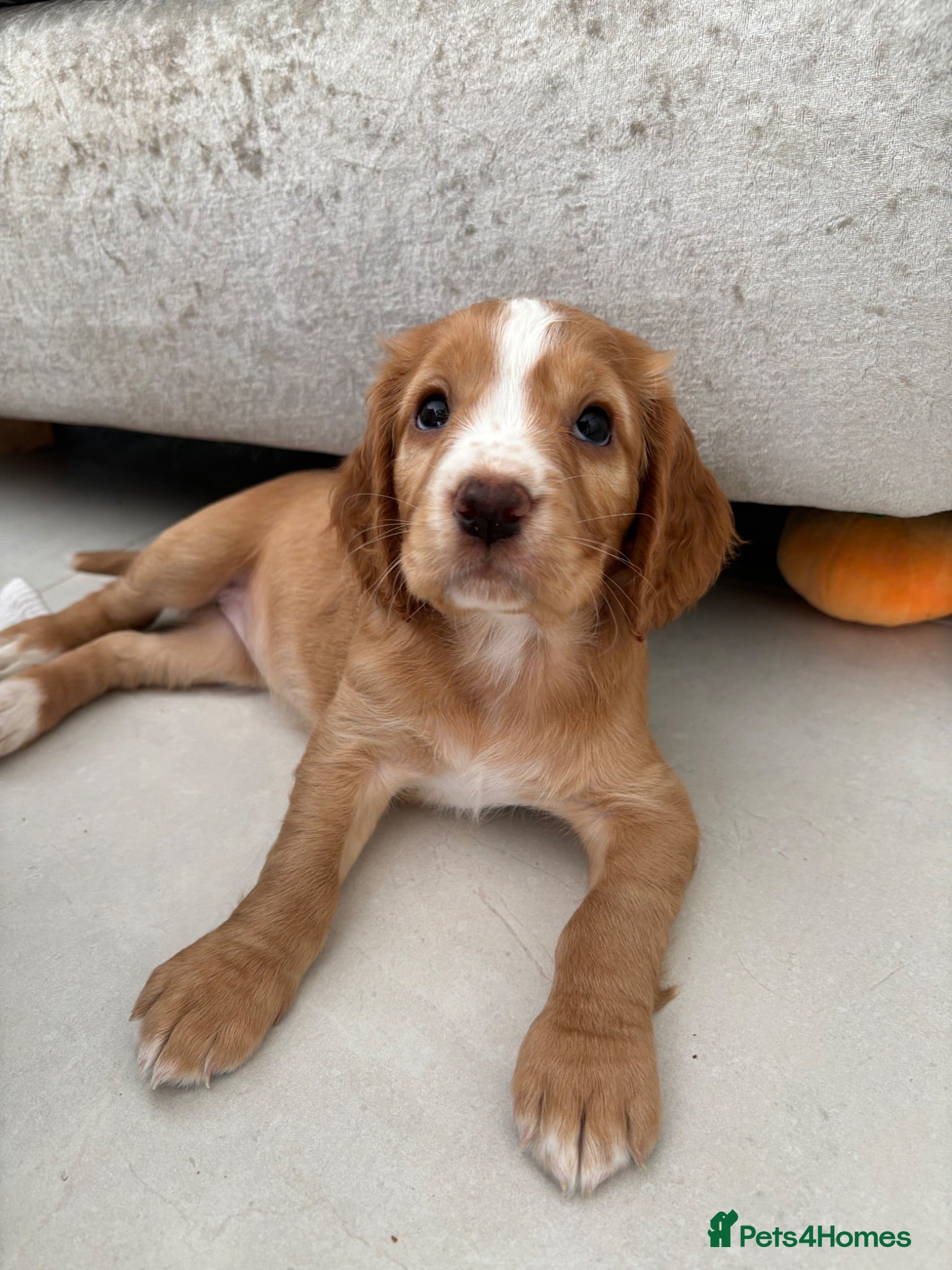 Cocker Spaniel dogs Kc registered cocker spaniel puppies  - Advert 7