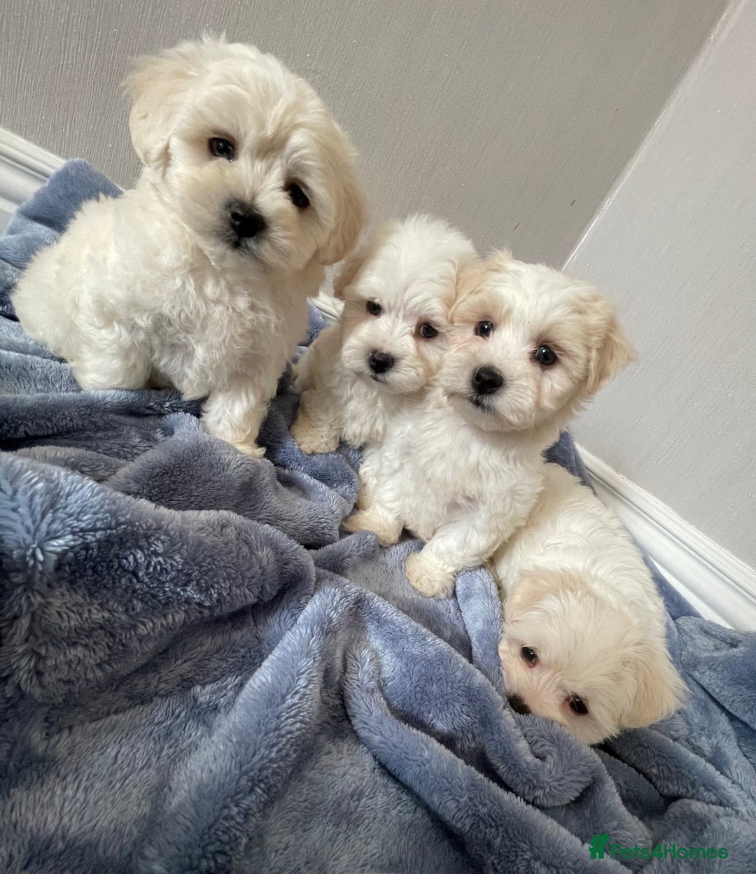 Maltipoo dogs for sale: 🐾 maltipoo puppy’s 🐾 - Image 2