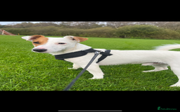 Jack Russell dogs for stud: Beautiful Jack Russell for Stud  - Image 4