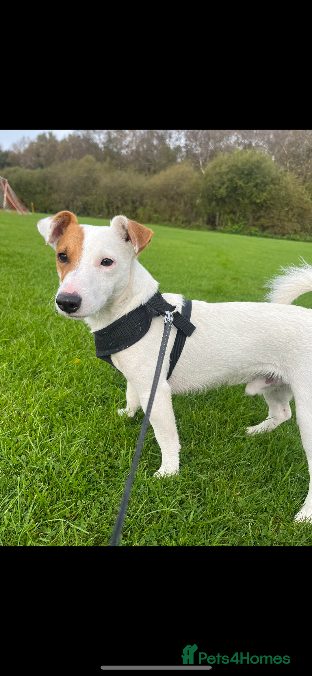 Jack Russell dogs for stud: Beautiful Jack Russell for Stud  - Image 4