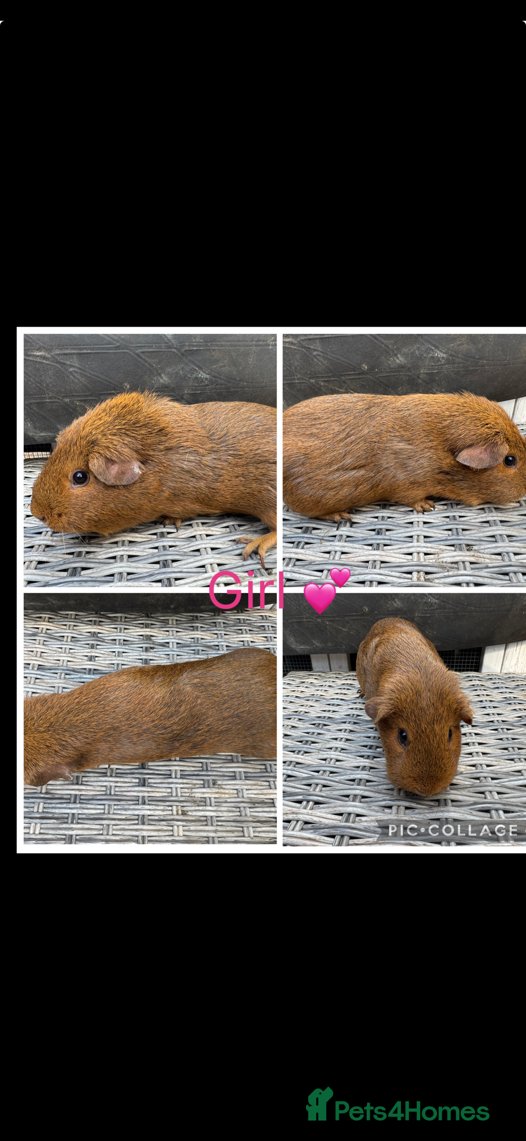 Guinea Pig rodents for sale: Female & Male Guinea pigs 👀 for new laps 🥰 - Advert 8