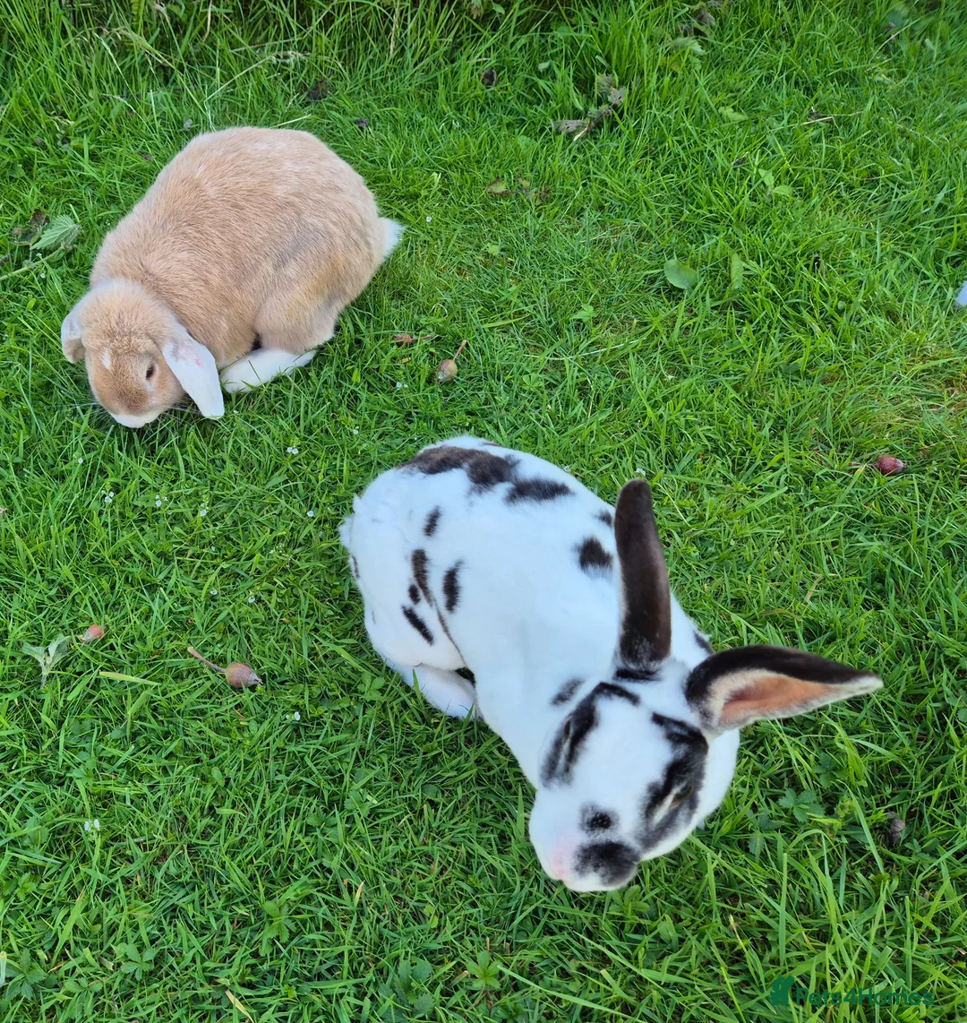 Mini Lop rabbits for sale: Bonded pair with hutch etc  in Nottingham - Advert 1