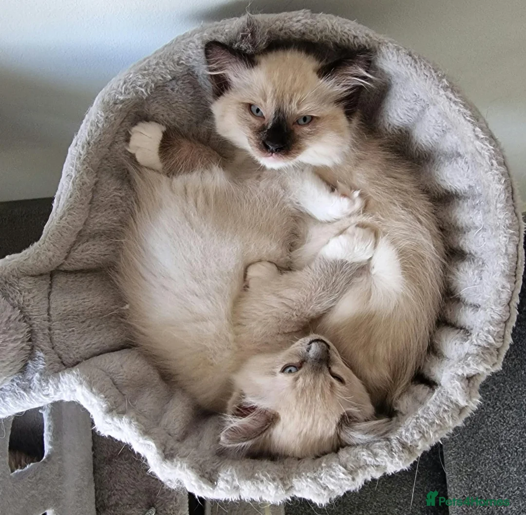 Ragdoll cats for sale: Adorable Ragdoll Kittens Looking For A New Home - Advert 2