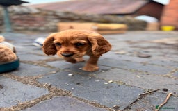 Cocker Spaniel dogs for sale: Working Coker spaniels  in Worcester - Image 14