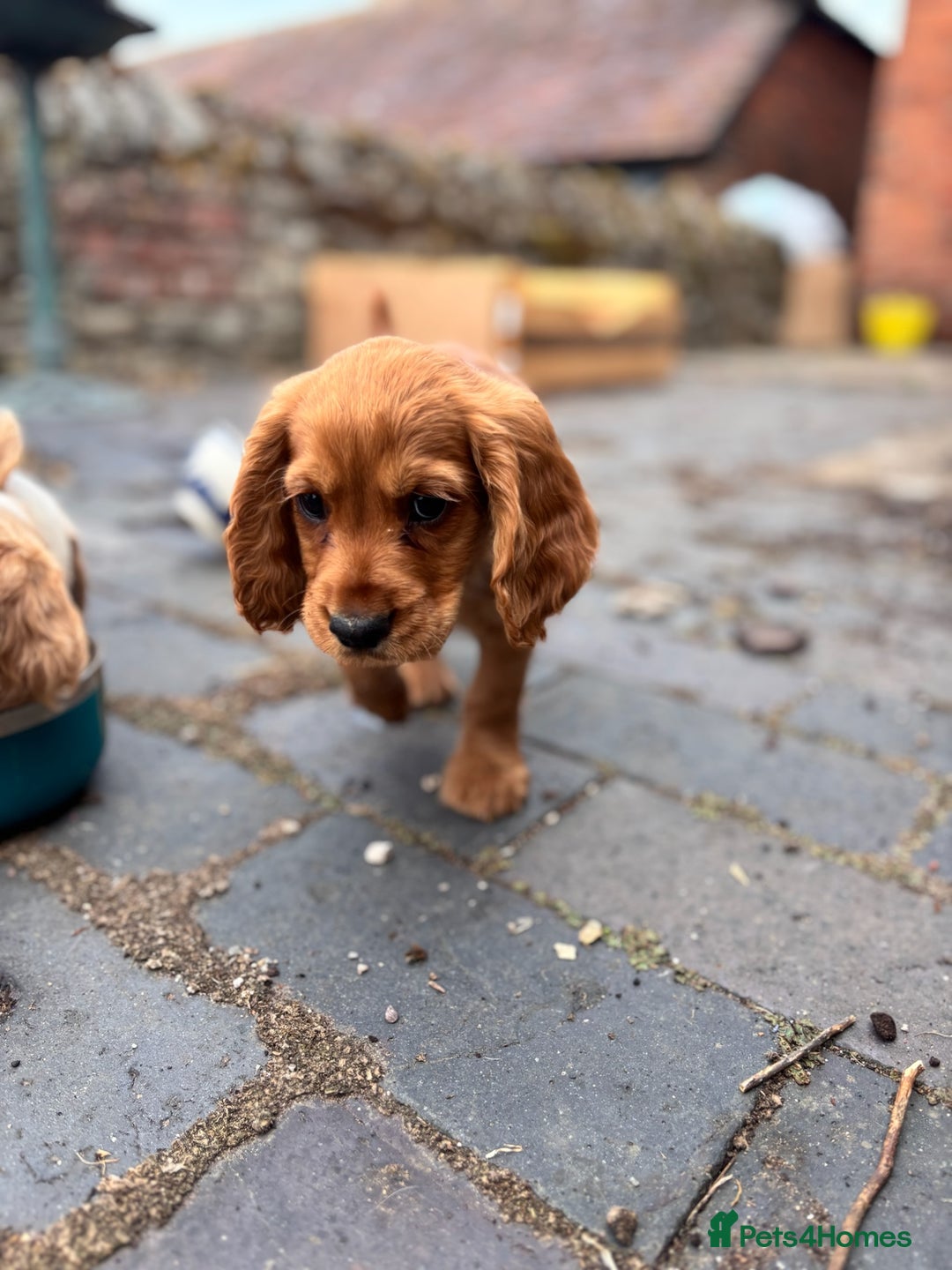 Cocker Spaniel dogs for sale: Working Coker spaniels  in Worcester - Image 14