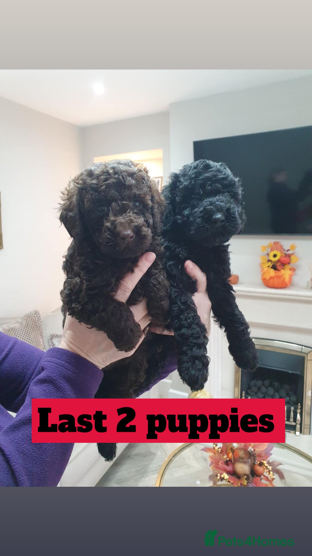Mini Goldendoodle dogs for sale: LAST 2❗️Miniature goldenoodle pups ready now🏡🌟  - Advert 7