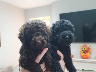 Mini Goldendoodle dogs - Advert 3