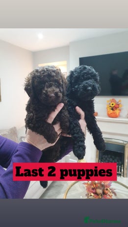 Mini Goldendoodle dogs - Advert 3