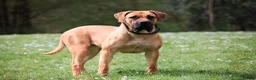 Boerboel dogs for sale: Topguard Kennels 2026 waitlist now open! - Advert 16