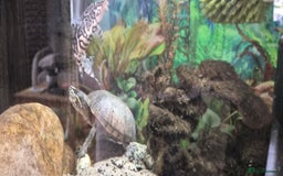 Terrapin reptiles for sale: Musk turtle to good home - Image 2