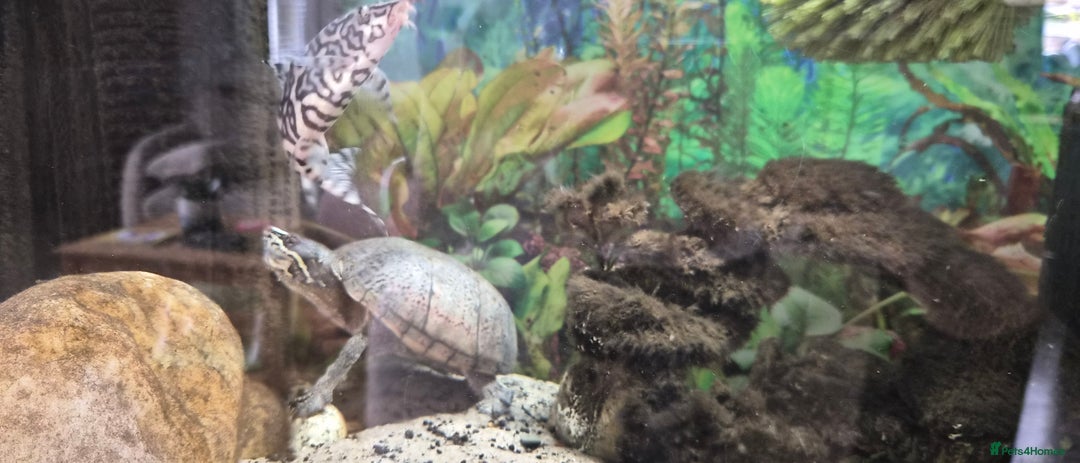 Terrapin reptiles for sale: Musk turtle to good home - Image 2