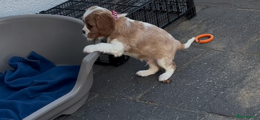 Cavalier King Charles Spaniel dogs for sale: Cavalier King Charles  - Image 2