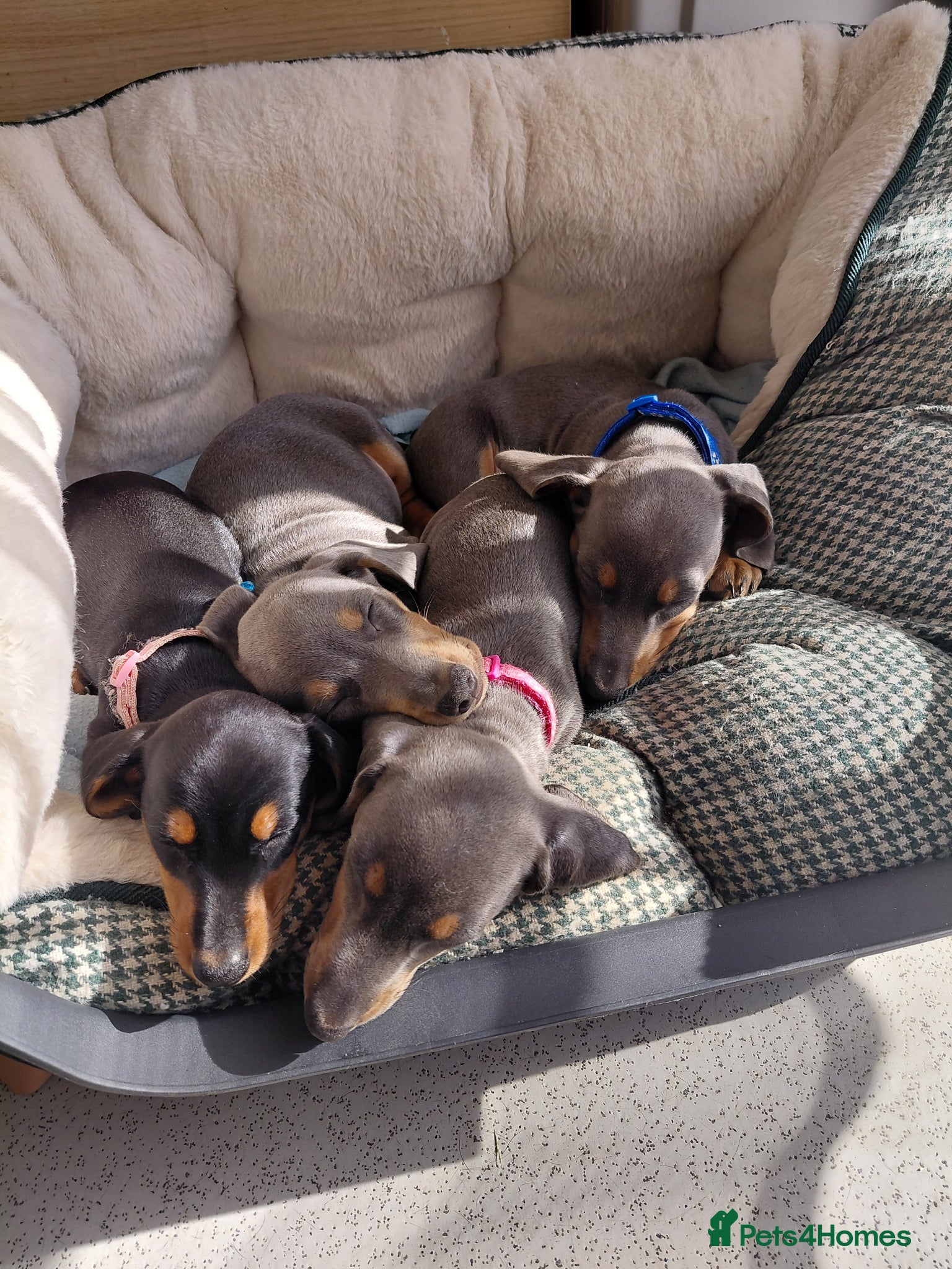 Miniature Dachshund dogs Miniature Daschund puppies  - Advert 2
