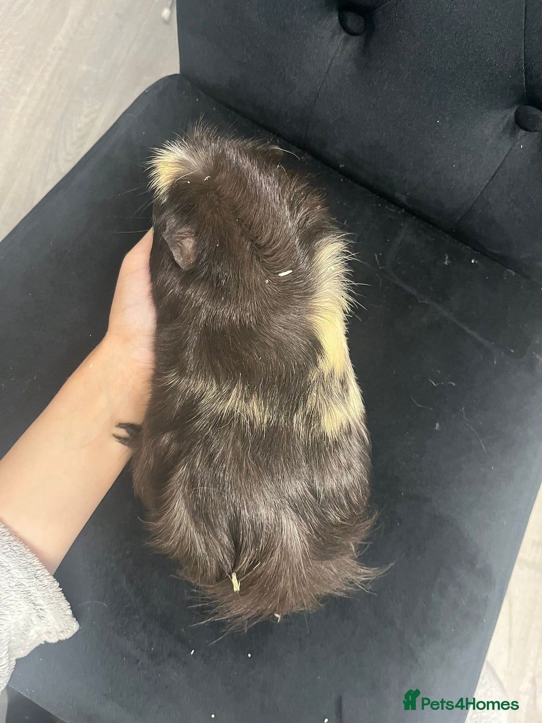Guinea Pig rodents for sale: Free 4 male guinea pigs - Advert 4