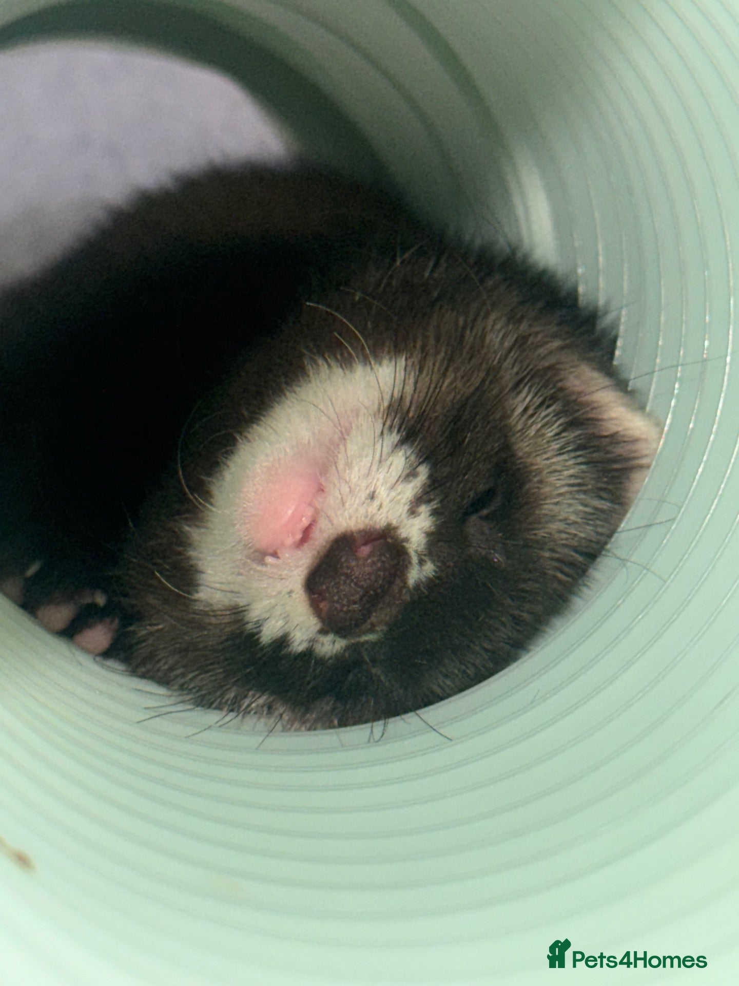 Ferret rodents Girl Ferret - Advert 1
