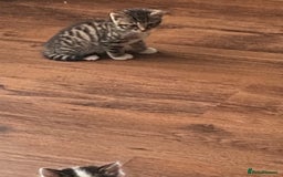 Mixed Breed cats for sale: Only 2 kittens 🐈‍⬛ left. - Image 7