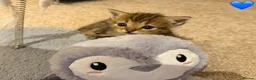 Persian cats for sale: 5 Persian X kittens available from 9th May - Advert 6