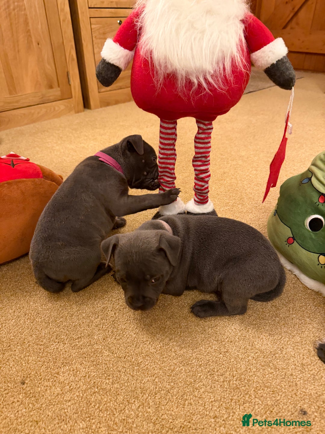 Staffordshire Bull Terrier dogs for sale: KC Registered/Health Tested Blue SBT Puppies - Advert 28