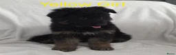 German Shepherd dogs for sale: Gorgeous German Shepherd Puppies For Sale - Advert 31