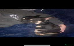 French Bulldog dogs for sale: Lunarya - Loving 4-Year-Old French Bulldog  - Advert 9