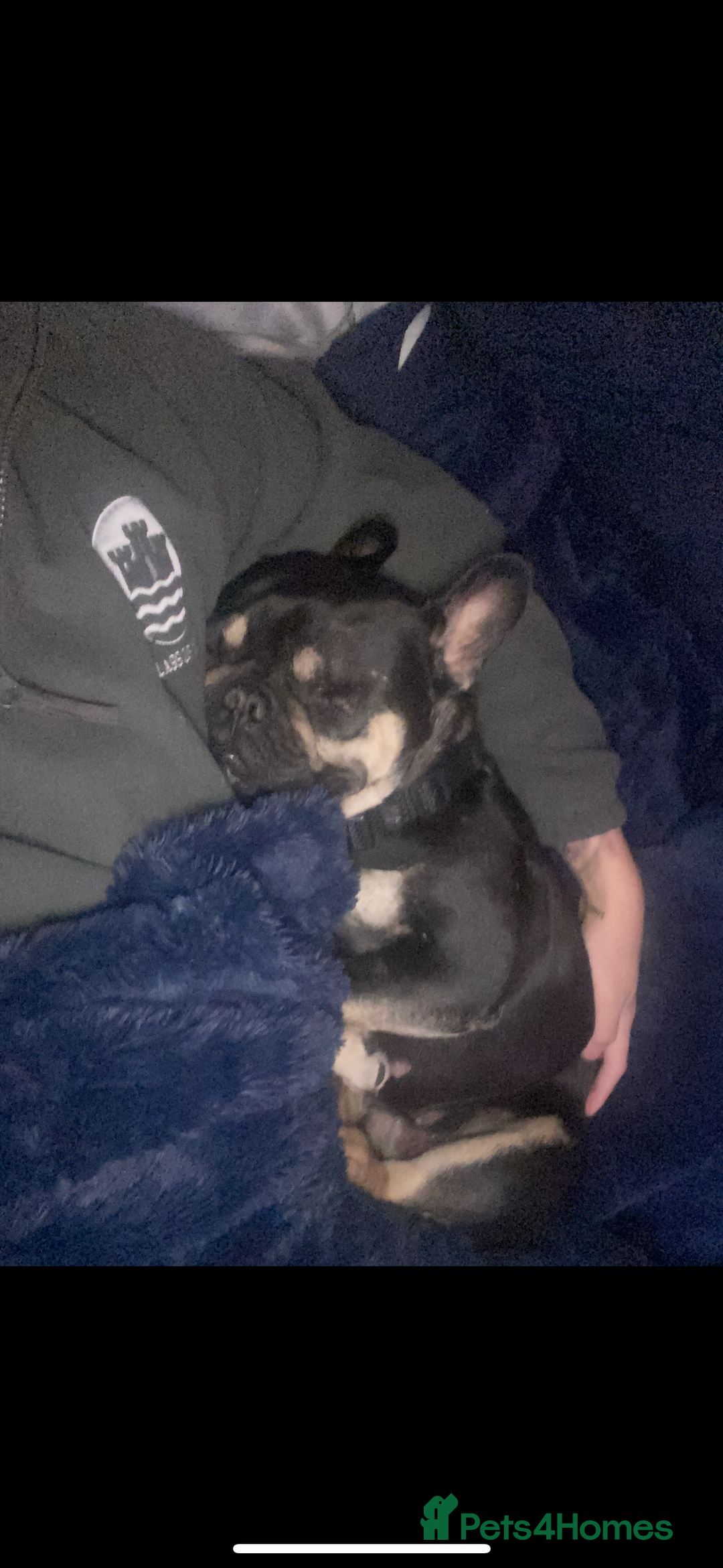 French Bulldog dogs for sale: Lunarya - Loving 4-Year-Old French Bulldog  - Advert 9